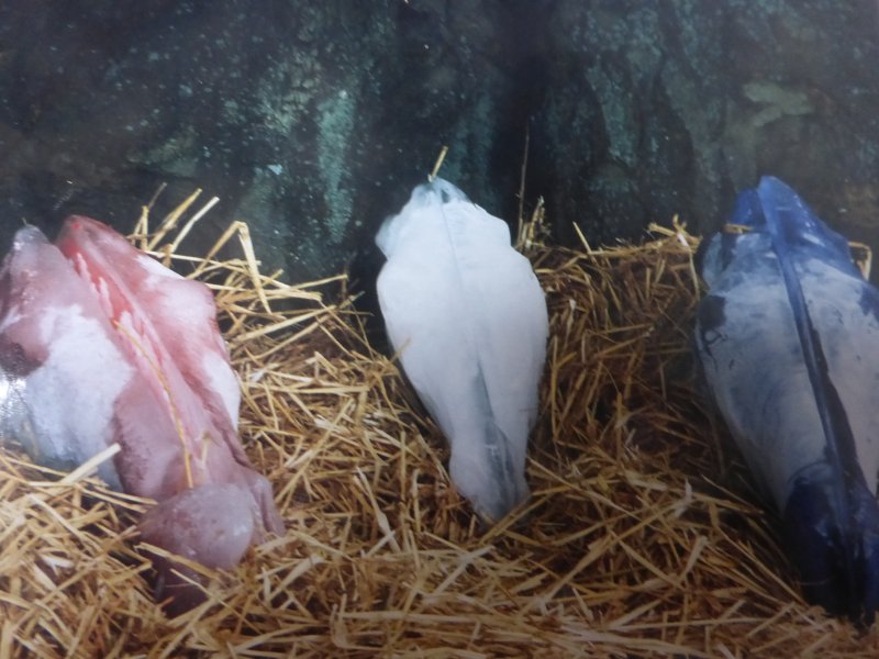 Hippophagie en bleu, blanc, rouge; 3 têtes de chevaux en glace (jardins du Musée, Creil 2002) © Clément